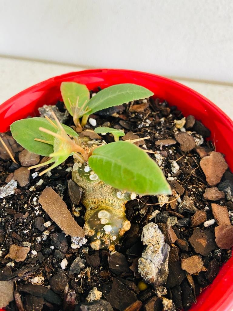 Dorstenia Foetida