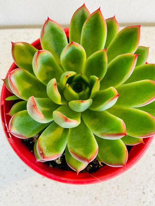 Echeveria Polgara 130mm