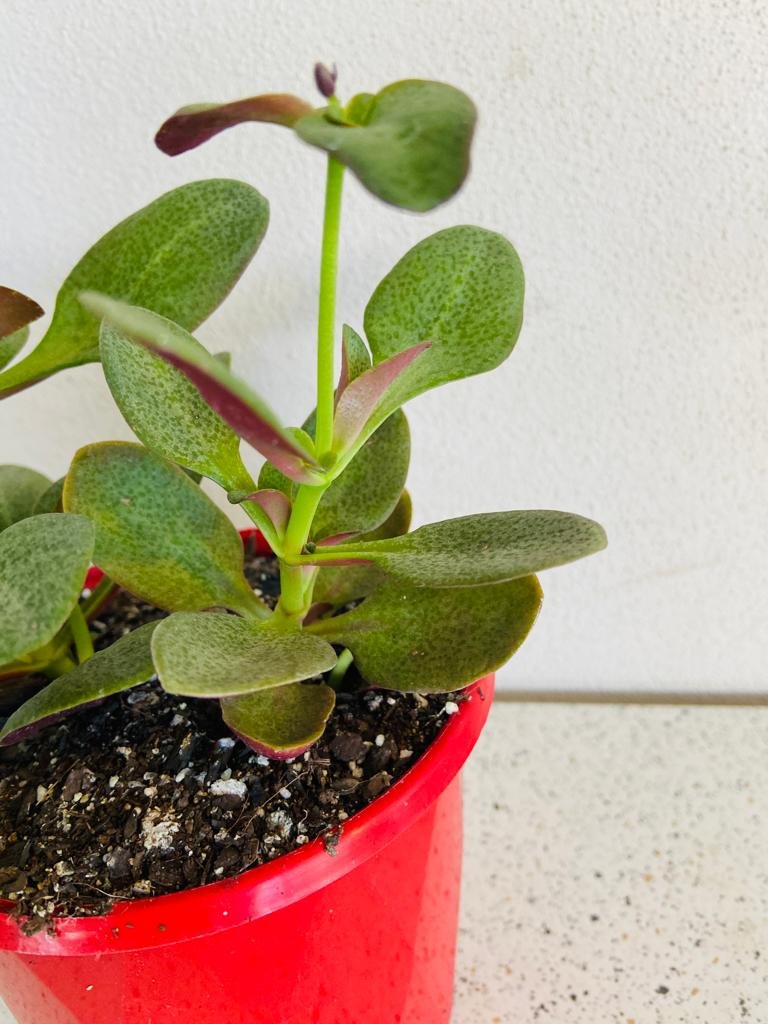 Crassula Streyi 130mm