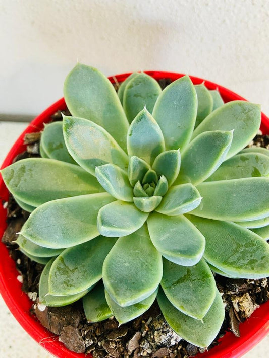 Echeveria Alabaster Magic 130mm