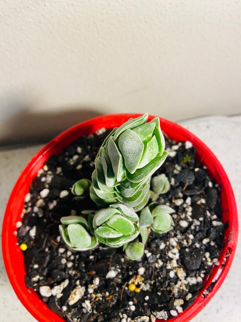 Crassula Ivory Pagoda 80mm