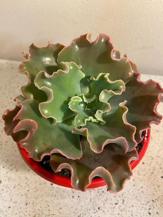 Echeveria Verrugas 130mm