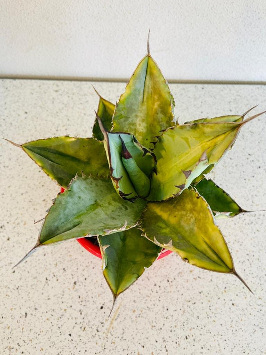 Agave Titanota Silver