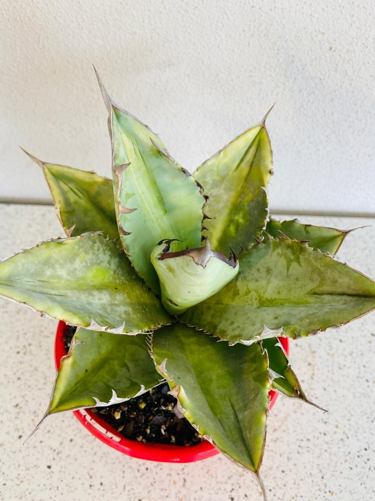 Agave Titanota Silver