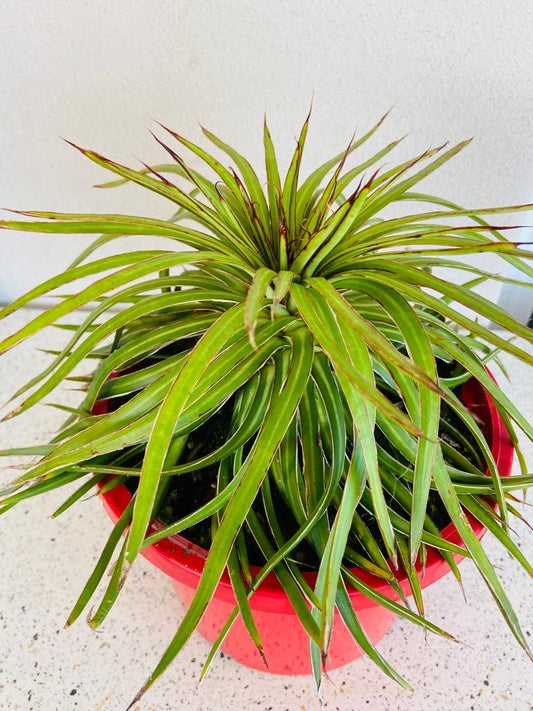 Agave Barbed Wire #102