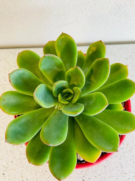Echeveria Pulidonis 130mm