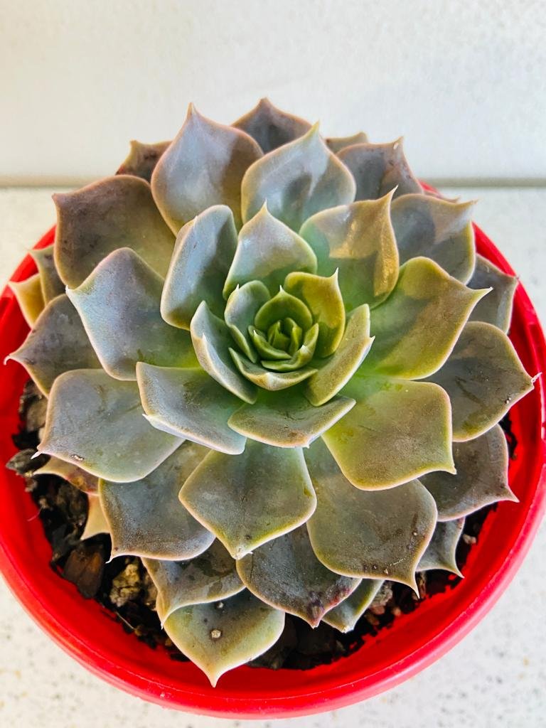 Echeveria Rob Roy #1