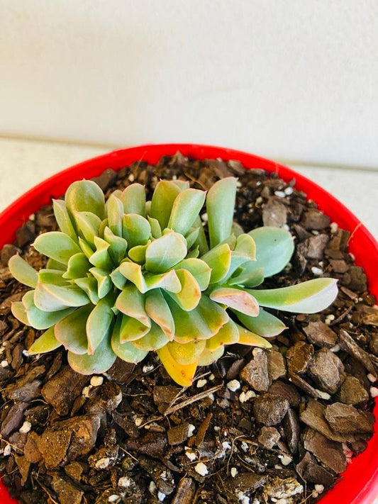 Echeveria Dark Vader Crested 130mm