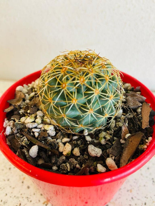 Cacti - Pincushion Cactus Mammillaria Blossfeldiana