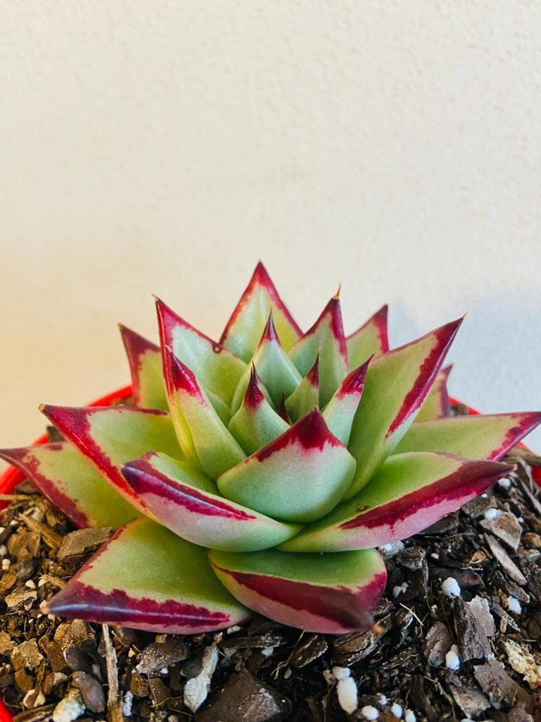 Echeveria Ebony 130mm