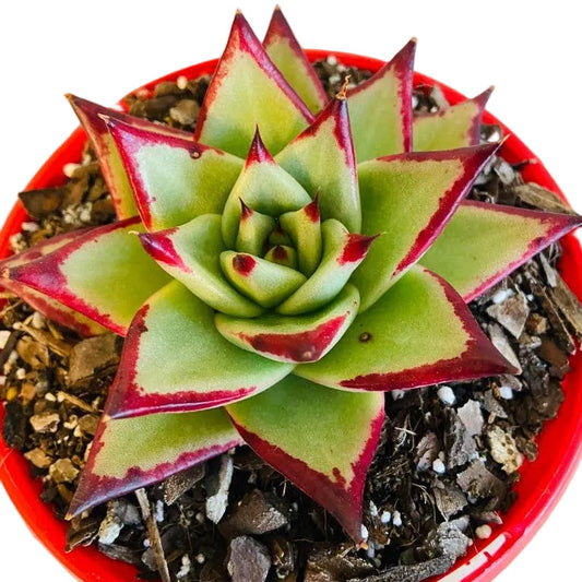 Echeveria Ebony 130mm
