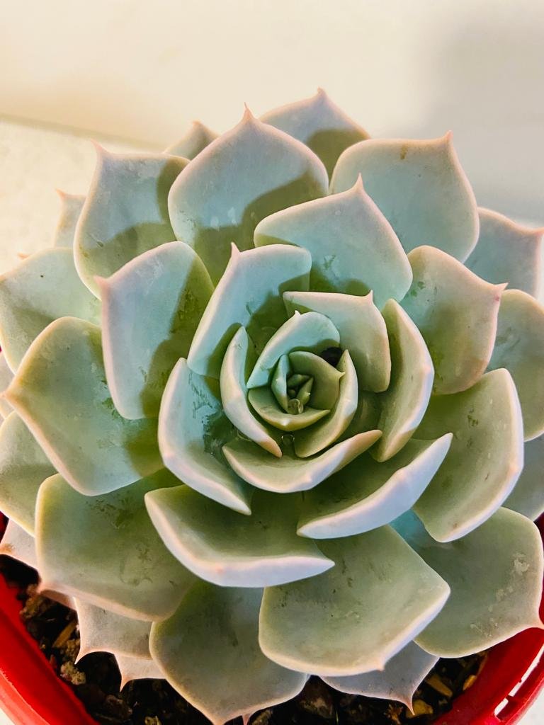 blue heron succulent Buy Echeveria Blue Heron
