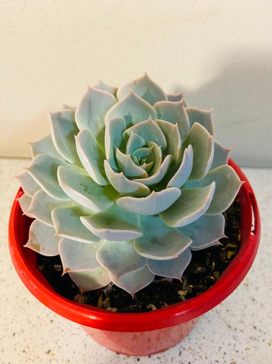 Echeveria Blue Heron 130mm