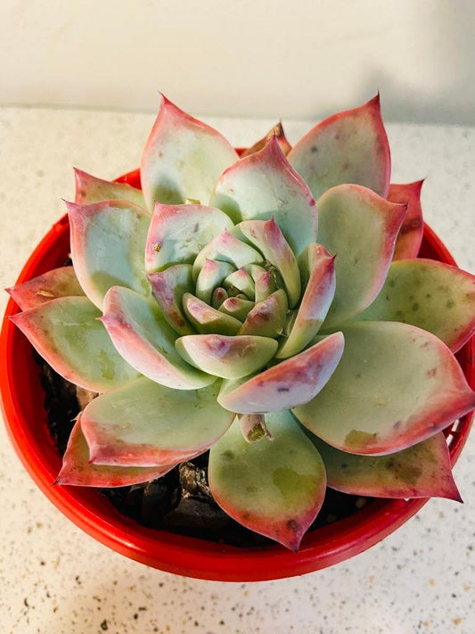 Echeveria Colorata 130mm