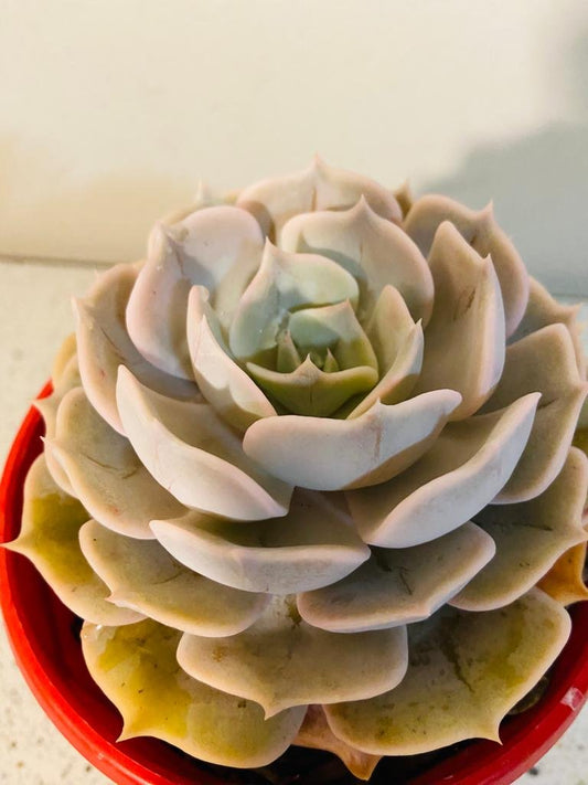 Echeveria Pollux 130mm