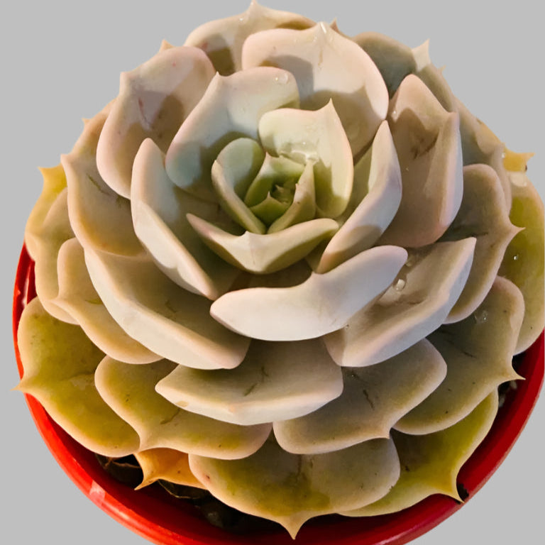 pollux succulent Buy Echeveria 'Pollux'