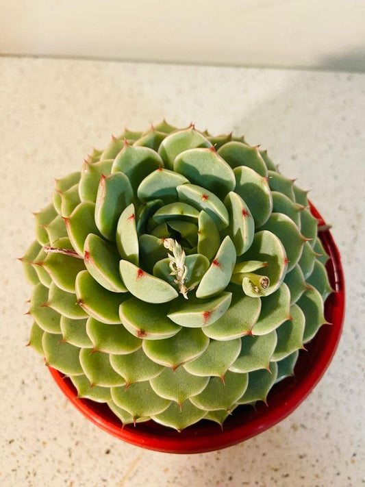 Echeveria Ben Badis