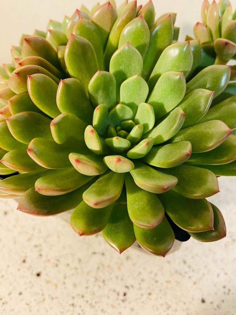 Graptoveria Pink Ruby - Cutting