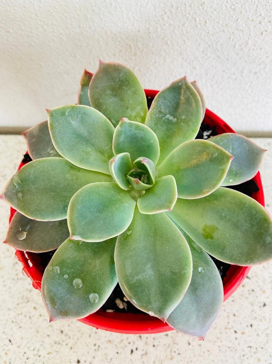 Echeveria Andromeda 130mm