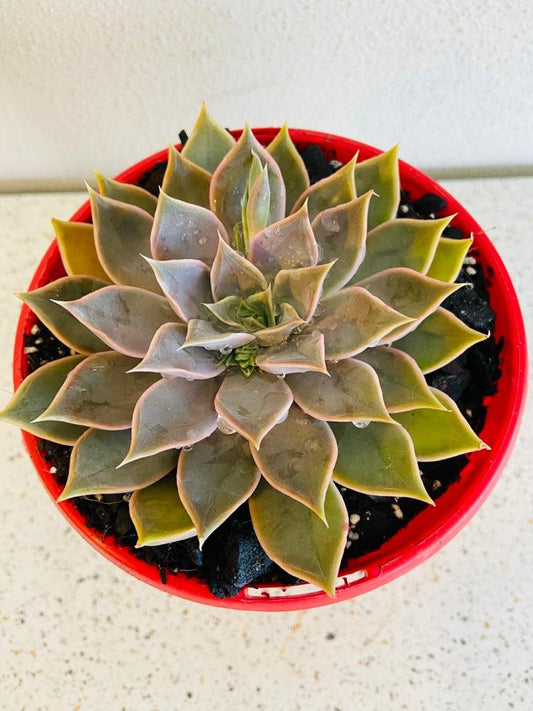 Echeveria Metal 130mm