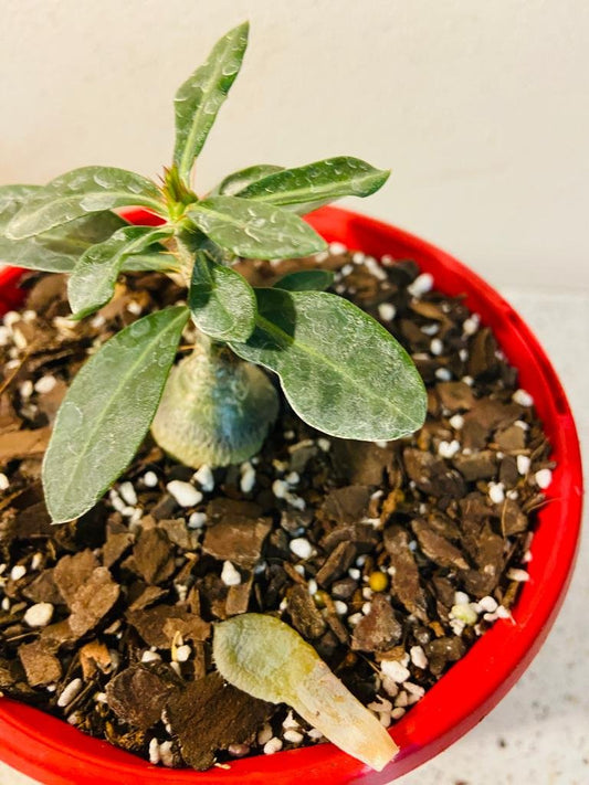 Pachypodium Succulentum