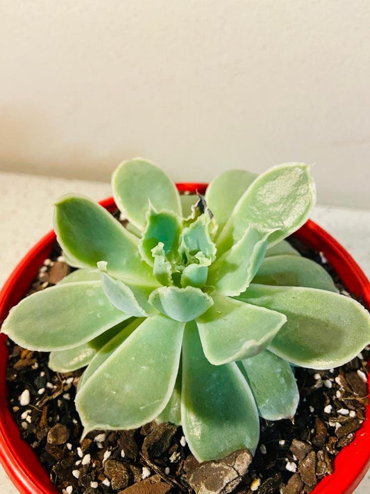 Echeveria Simulans Ascenslon 130mm