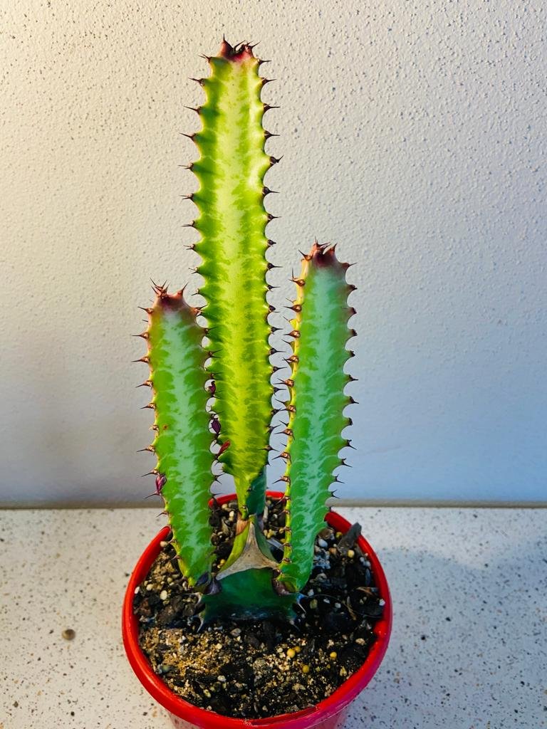 euphorbia succulent plant Euphorbia trigona Purpurea