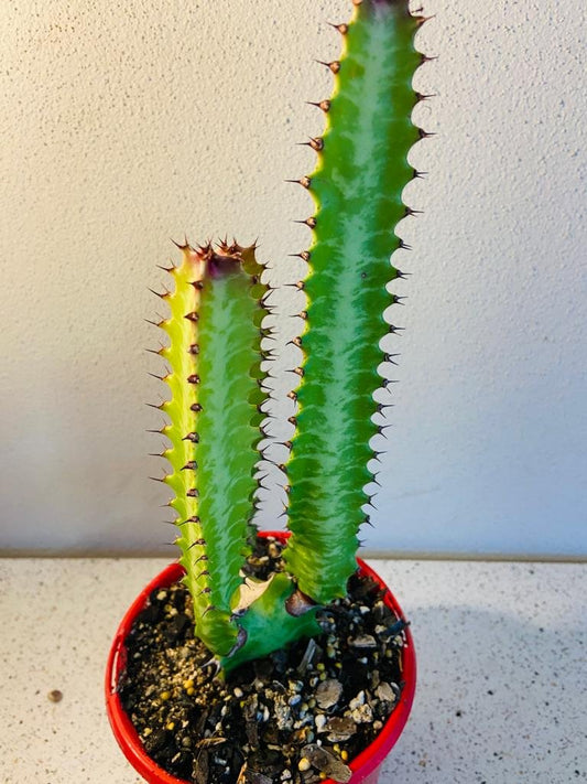 Euphorbia Trigona Purpurea