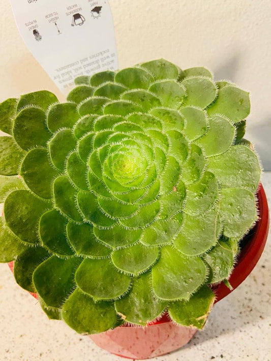 Aeonium Hime Meikyou