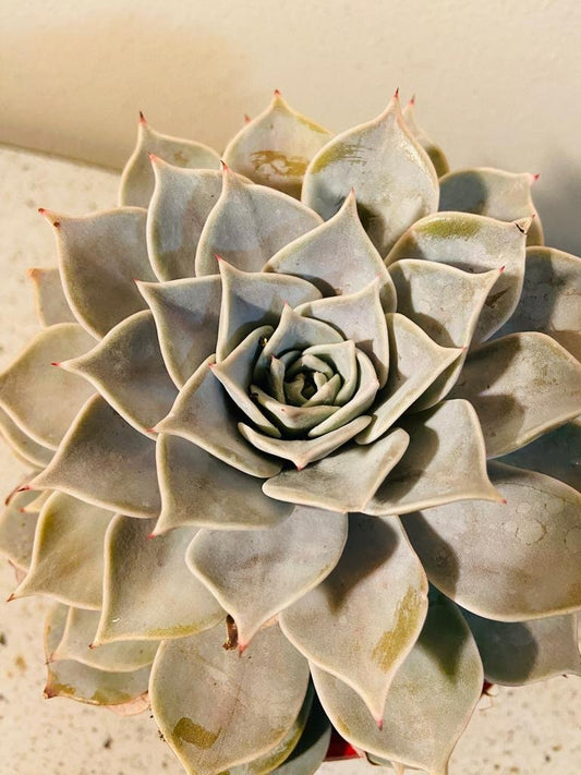 Echeveria Starstruck