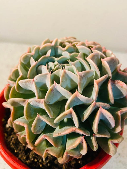 Echeveria Pinwheel Revolution