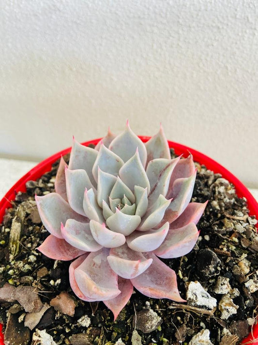 Echeveria Pegasus 130mm