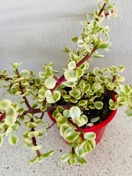 Jade Plant Variegated #2