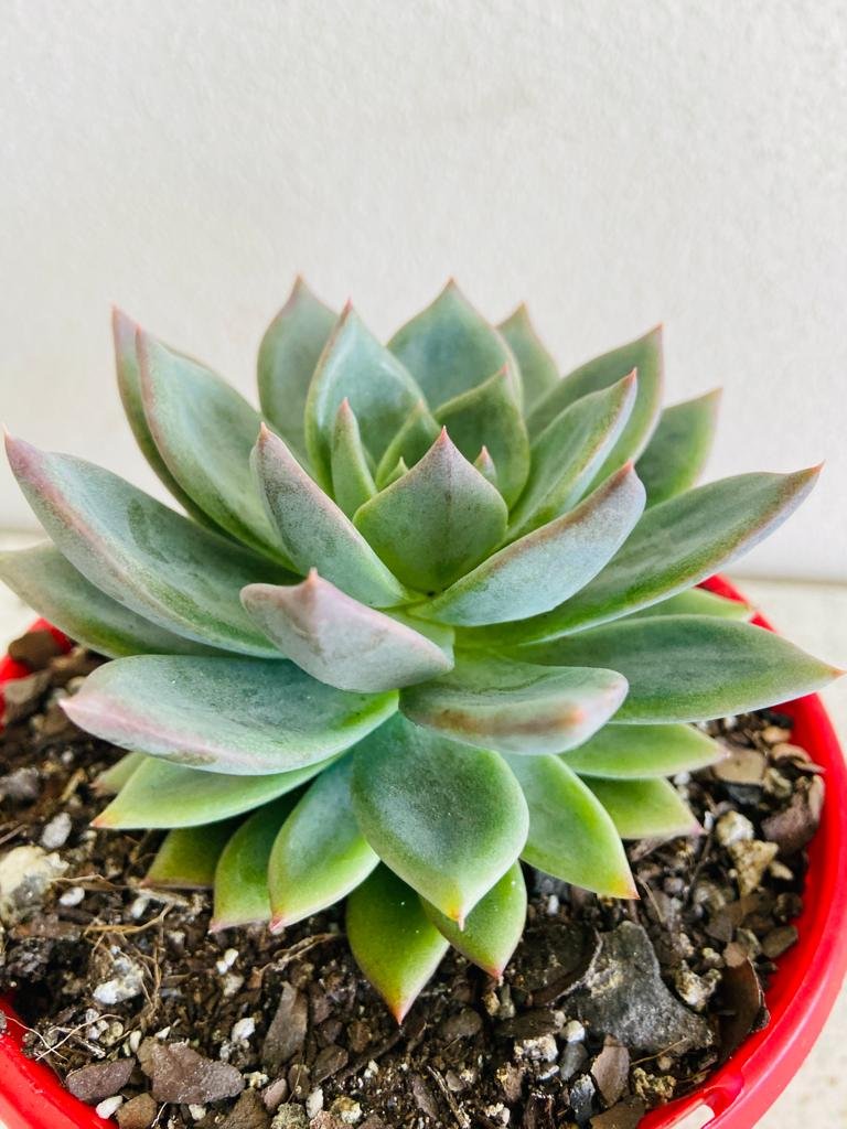 Echeveria Peacockii Setosa X Seconda 130mm