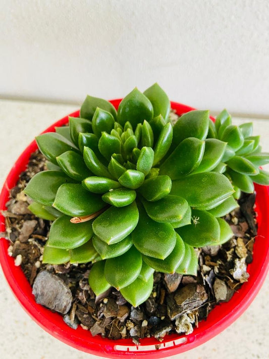 Echeveria Marcus 130mm