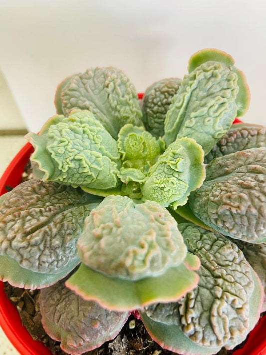 Echeveria Linguas 130mm