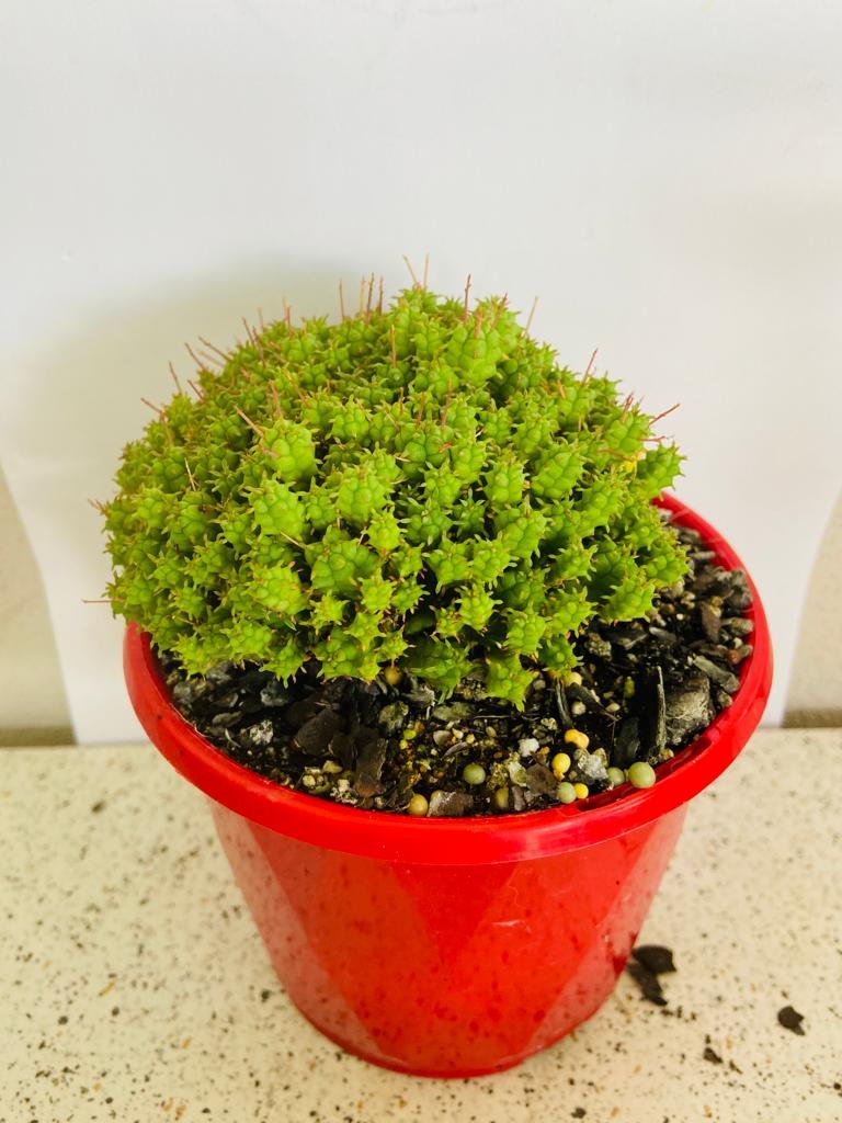 Euphorbia Mammillarias CV Minima-130mm