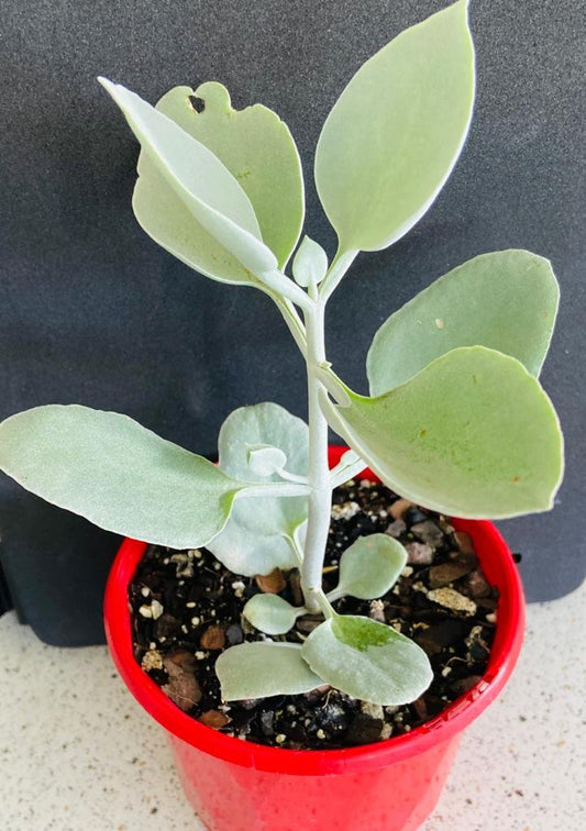 Kalanchoe 'Silver Spoons'