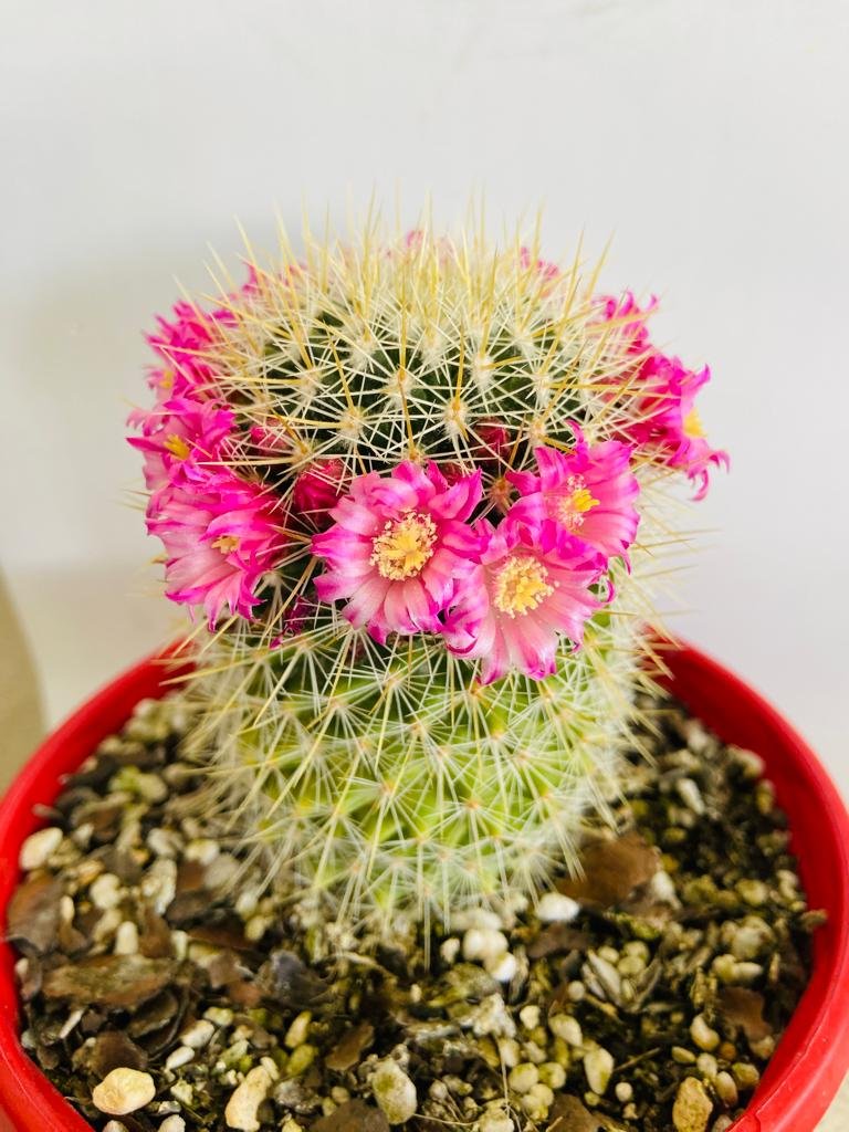 mammillaria succulent Buy Mammillaria spinosissima