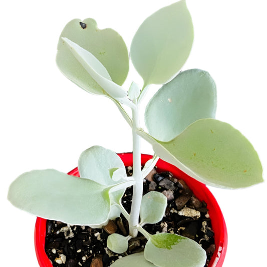 Kalanchoe Silver Spoons - Cutting