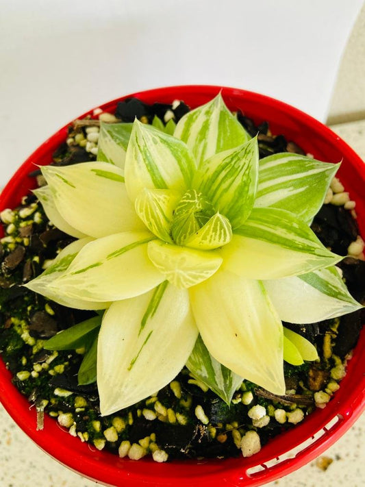 Haworthia 'Variegated' Cymbiformis
