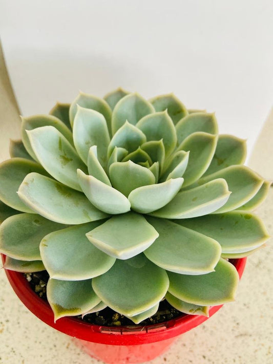 Echeveria Louise 130mm