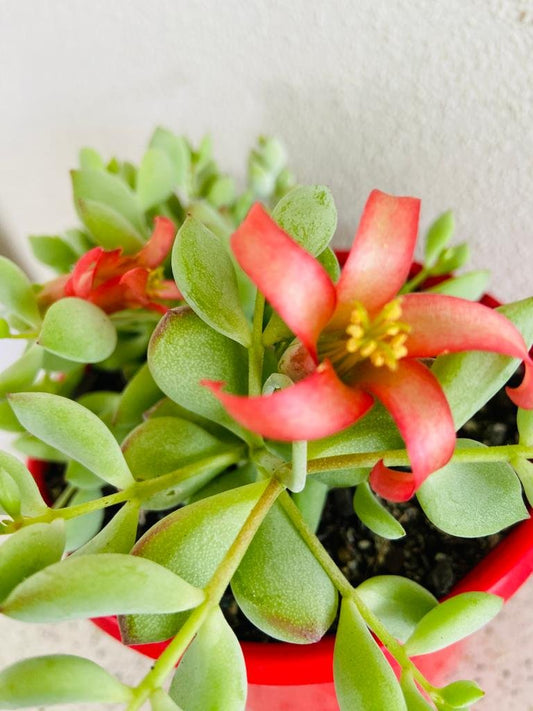 Cotyledon Pendens (Cliff Cotyledon)