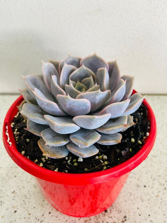 Echeveria Medusa 130mm