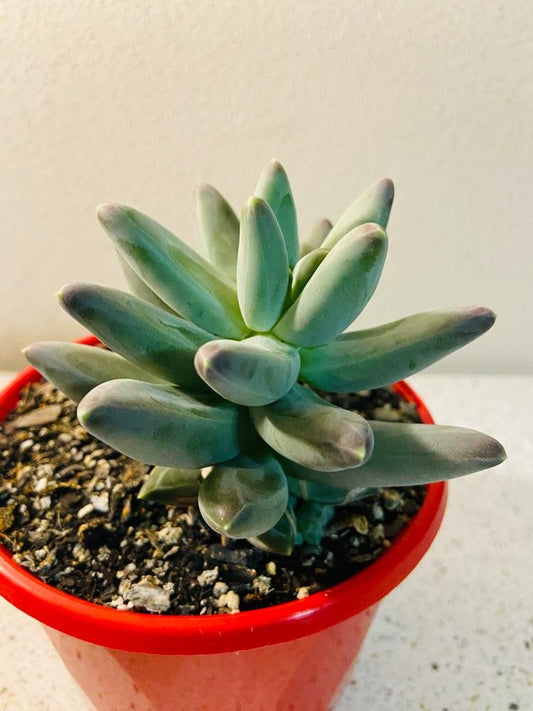 Pachyphytum Compactum (Little Jewel)