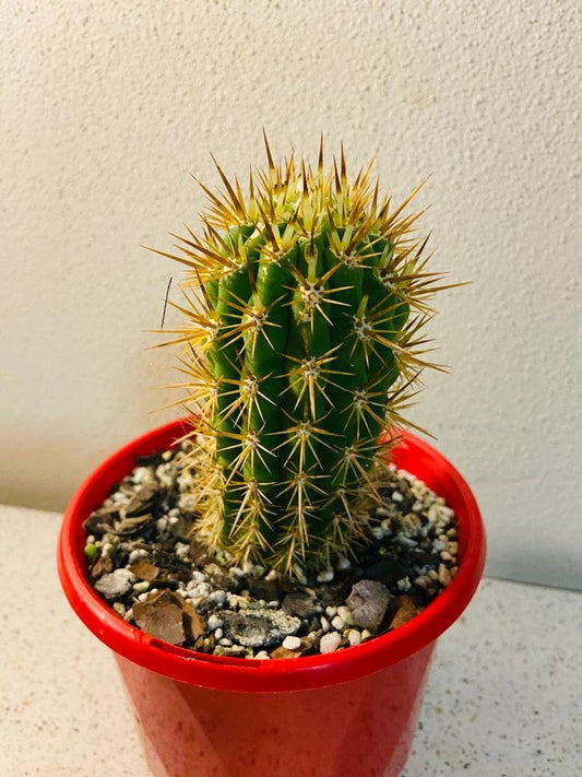 Cacti - Echinopsis Chilensis-130mm