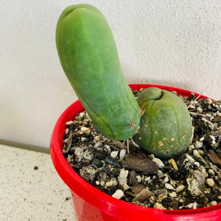 Cacti - Bridgesii Monstrose- 'Penis Cactus'