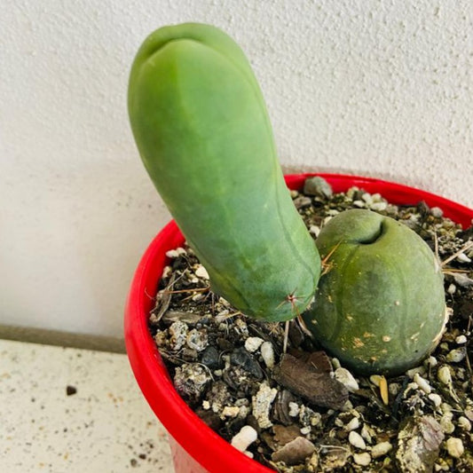 Cacti - Bridgesii Monstrose- 'Penis Cactus'