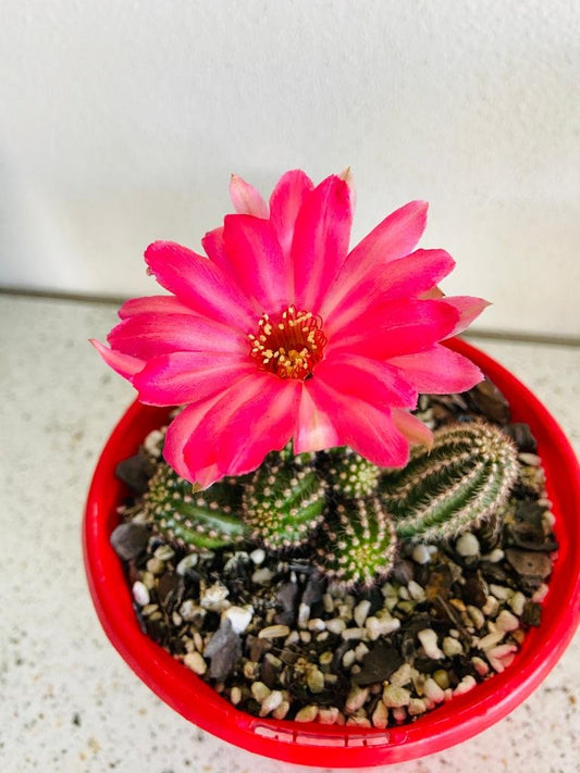 Cacti - Chamaecereus Peanut Cactus Hot Pink