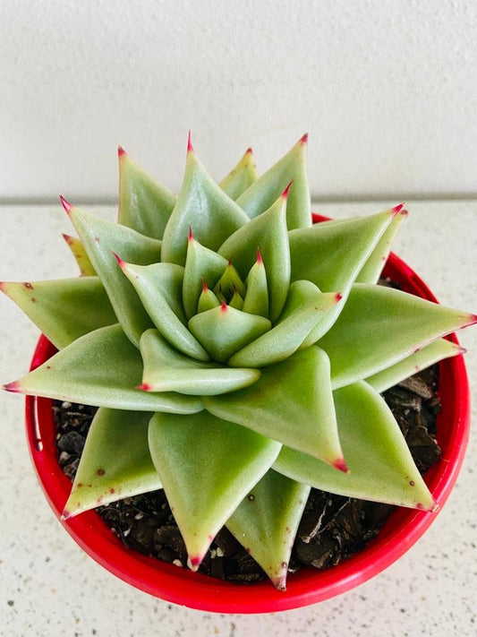 Echeveria Ebony Salitera 130mm